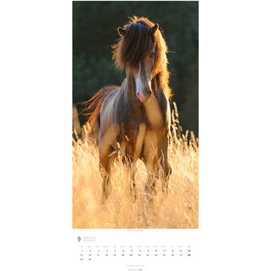 WEINGARTEN Calendrier 2025 3119300+25 Pferde DE 33x68cm