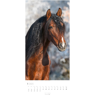 WEINGARTEN Calendrier 2025 3119300+25 Pferde DE 33x68cm