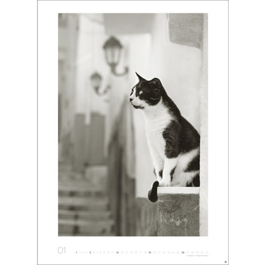HEYE Bildkalender 2025 22848+25 Wegler Cats Edition DE 49x68cm