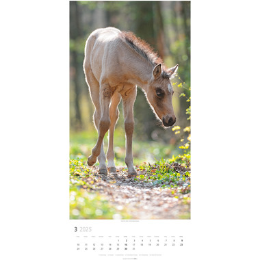 WEINGARTEN Calendrier 2025 3119300+25 Pferde DE 33x68cm