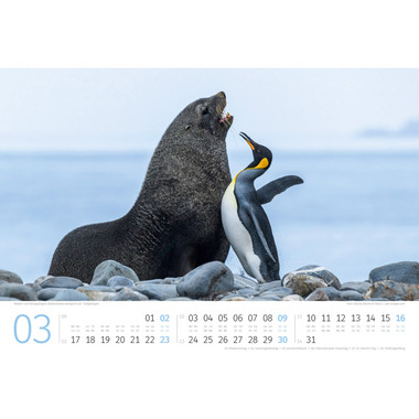 ACKERMANN Bildkalender 2025 2589 Pinguine ML 45x33cm