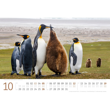 ACKERMANN Bildkalender 2025 2589 Pinguine ML 45x33cm