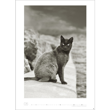 HEYE Bildkalender 2025 22848+25 Wegler Cats Edition DE 49x68cm