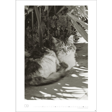 HEYE Bildkalender 2025 22848+25 Wegler Cats Edition DE 49x68cm
