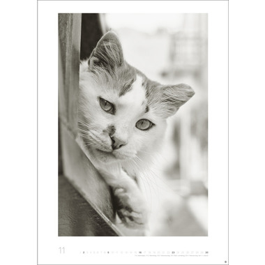 HEYE Bildkalender 2025 22848+25 Wegler Cats Edition DE 49x68cm