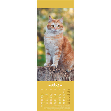 HEYE Lesezeichen-Kal. Katzen 2025 21474+25 DE 6x18cm