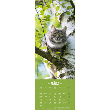 HEYE Lesezeichen-Kal. Katzen 2026 21474+26 DE 6x18cm