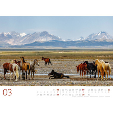 ACKERMANN Bildkalender 2025 3508 Wilde Pferde DE/E 54x42cm