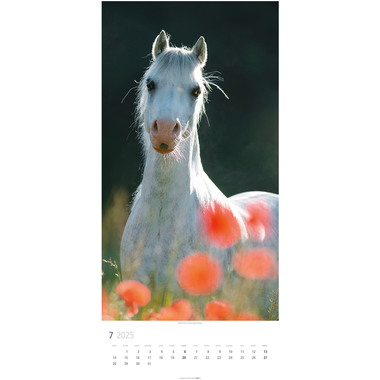 WEINGARTEN Calendrier 2025 3119300+25 Pferde DE 33x68cm
